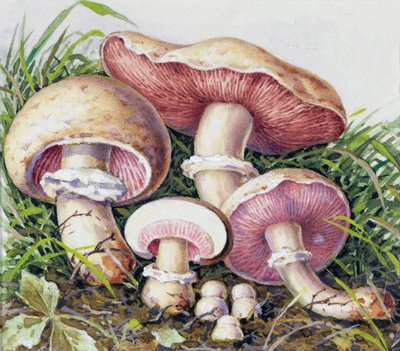 Studie van schimmel door Josef Fleischmann
